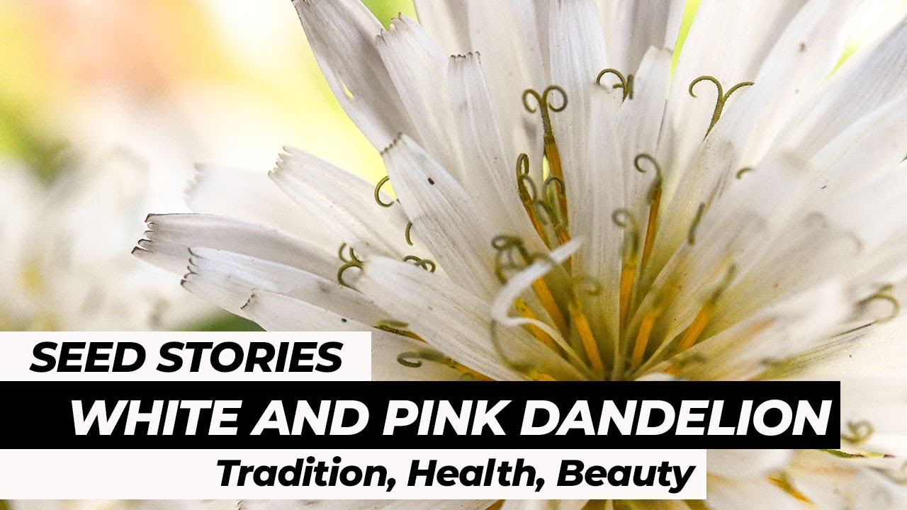 SEED STORIES | Pink and White Dandelion: Tradition, Health, Beauty
