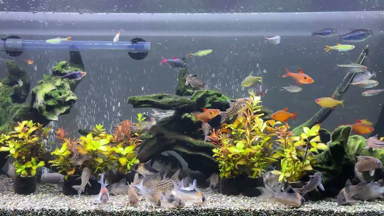 Relaxing Aquarium 1622 / 熱帯魚50種混泳水槽 アクアリウム ディナータイム 4K