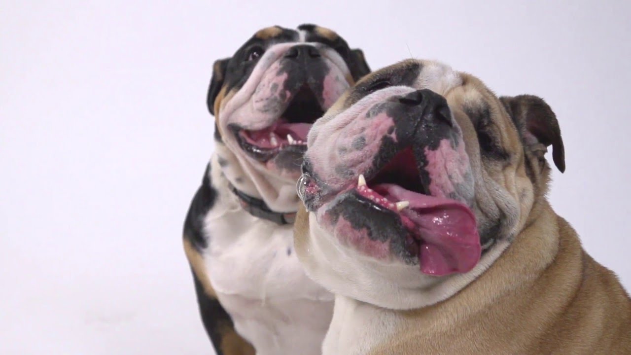 Kenkosei - Epic dogs in slow motion