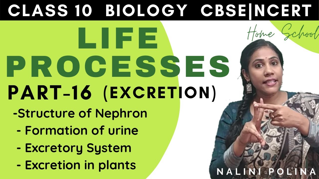 Life Processes class 10 | Biology | Excretion | Part-16