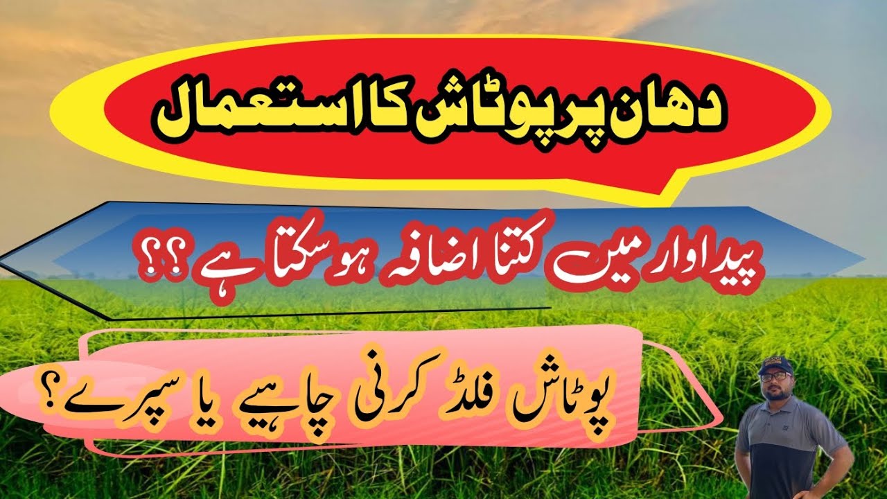 How To Use Potash Fertilizer in Rice Crop || Flood & Spray || پوٹاش کا سپرے || Agrarian Amin Lodhi