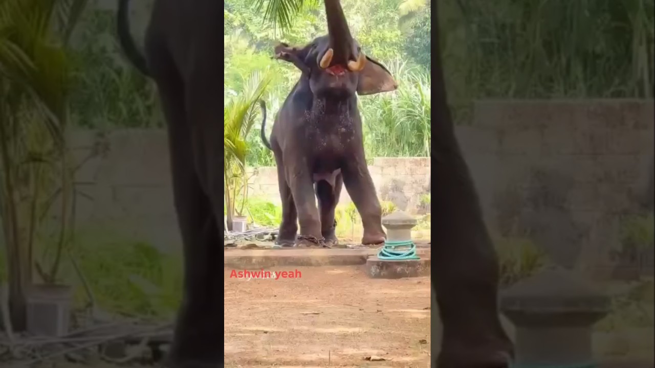 angry elephant🐘 at guruvayoor temple#elephants #pambadirajan #youtubeshorts