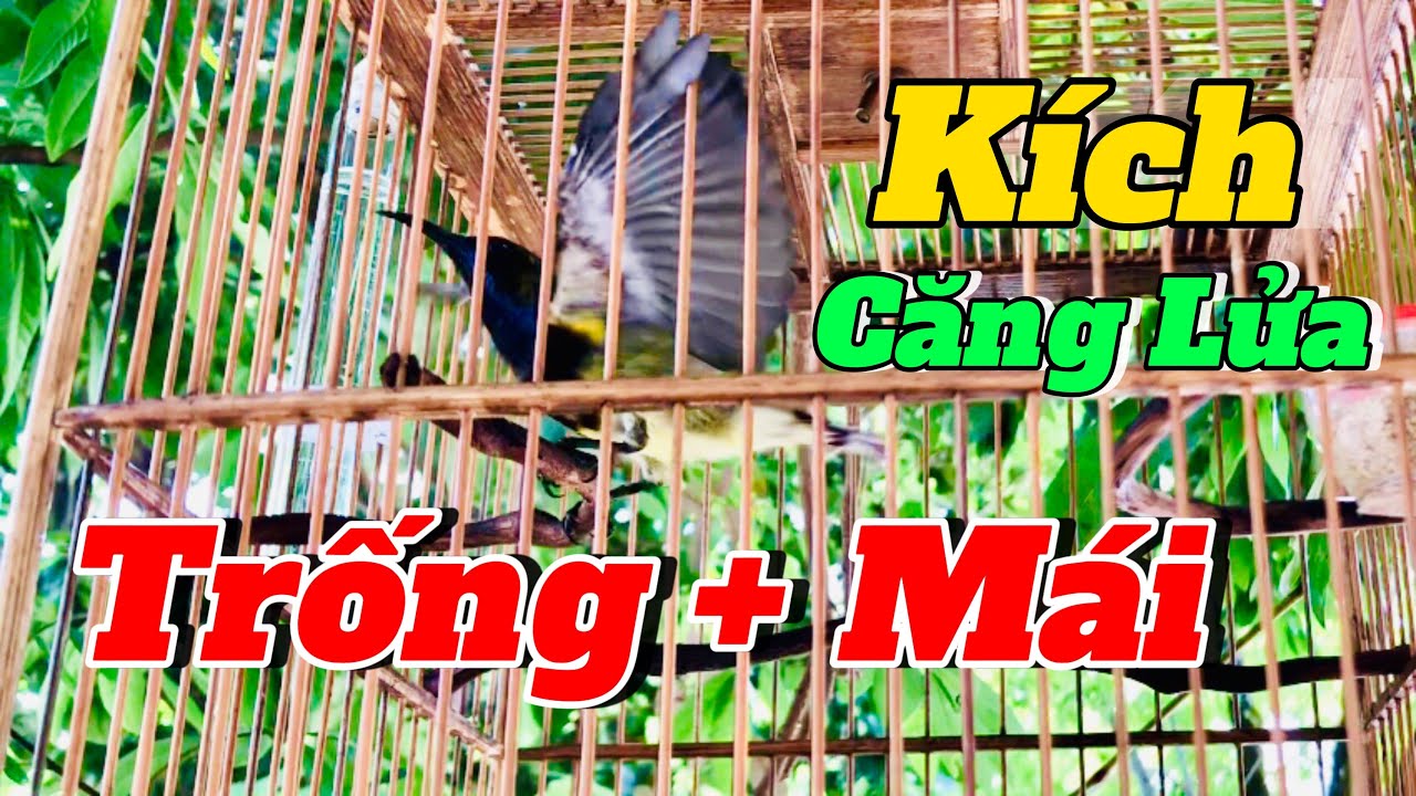 Hút mật 5 màu bụng trắng Trống + Mái chơi cực căng, Kích bổi nhanh căng lửa #hutmat #hutmat5mau