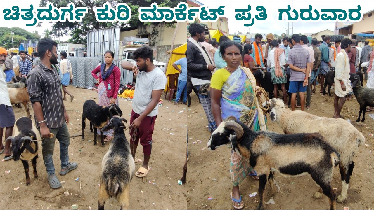 ಚಿತ್ರದುರ್ಗ ಕುರಿ ಮಾರ್ಕೆಟ್ ಪ್ರತಿ ಗುರುವಾರ Chitradurga Sheep Market Every Thursday18/9/2025