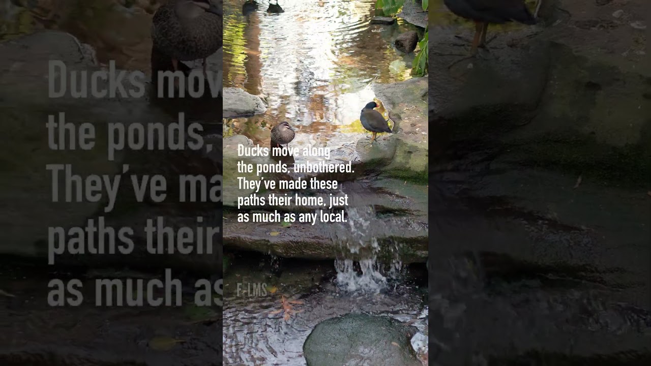 Shire Short Docs: Birds of Camellia