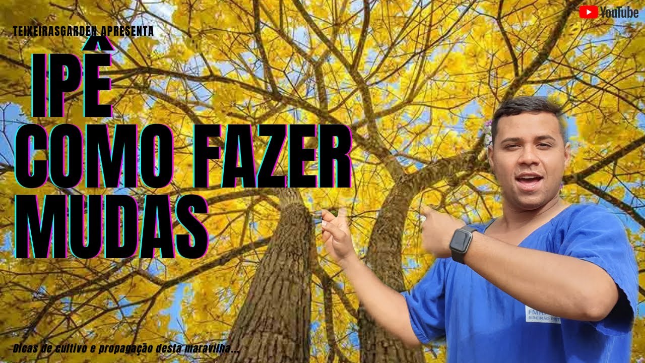 Ipê amarelo - Dicas de cultivo e propagação #ipeamarelo #meioambiente