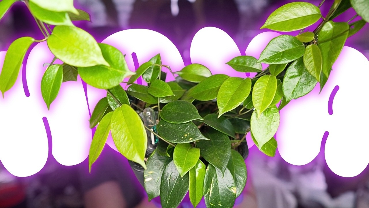 MORE hoyas 🌱| the rest of my hoya collection | variegated hoyas, a couple of ghosts lol | plants