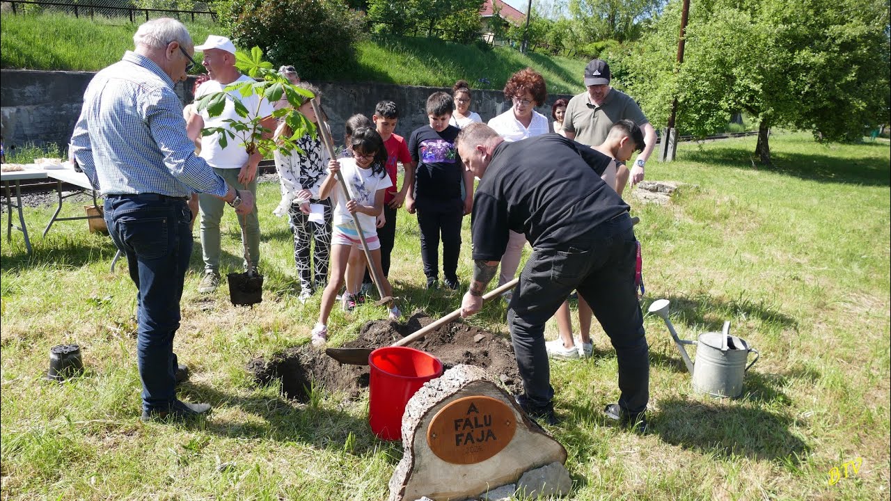 Izsófalva:  A falu fája (2024)