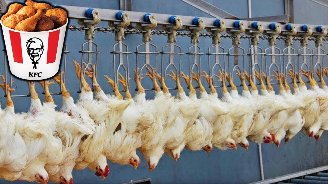 COMO se HACE el POLLO FRITO de KFC🍗🐔| ASÍ se PRODUCEN millones de POLLOS de KFC