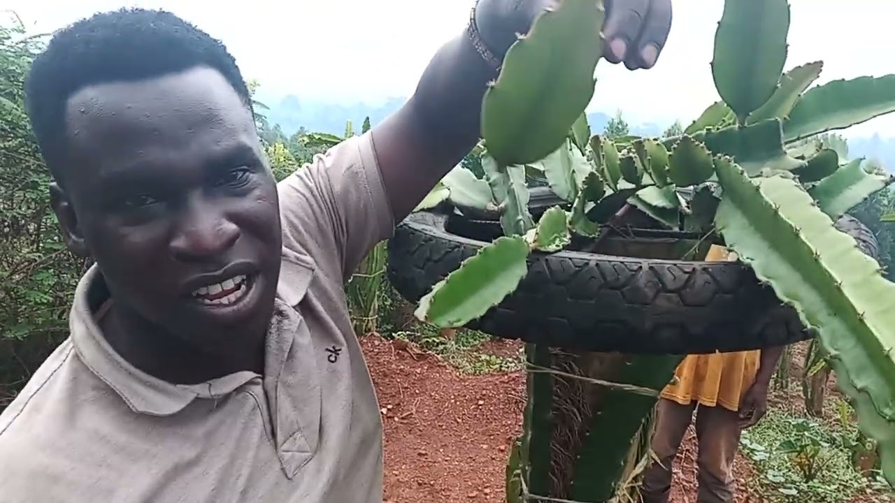 HOW TO PRUNE DRAGON FRUIT PLANTS
