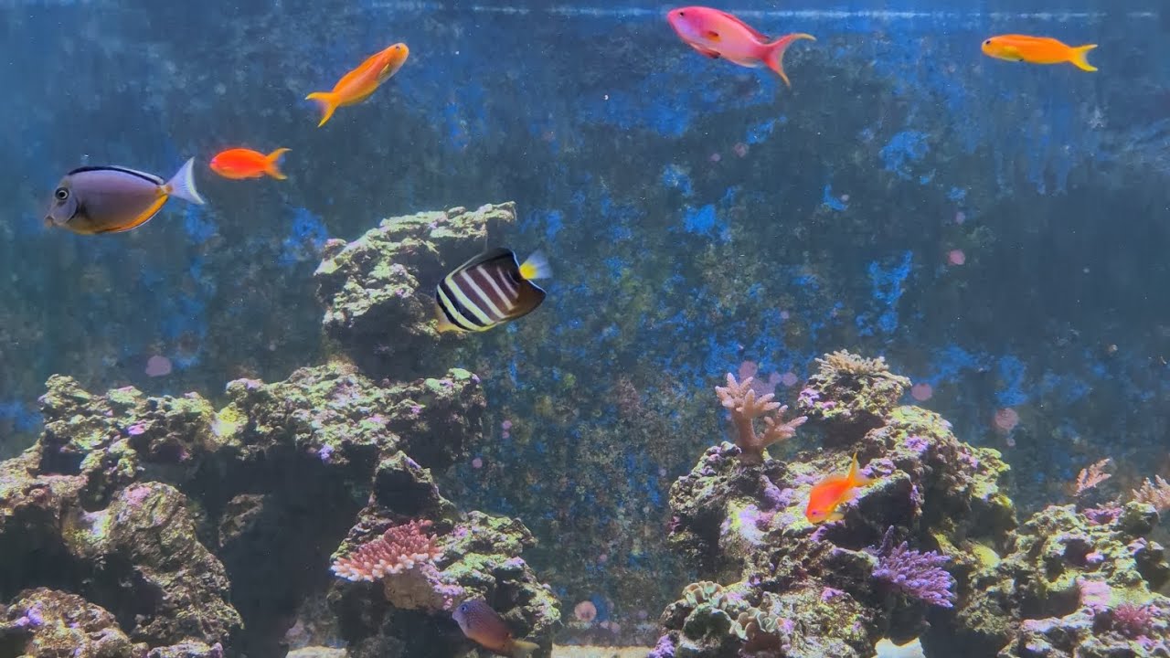 Lyretail anthias spawning