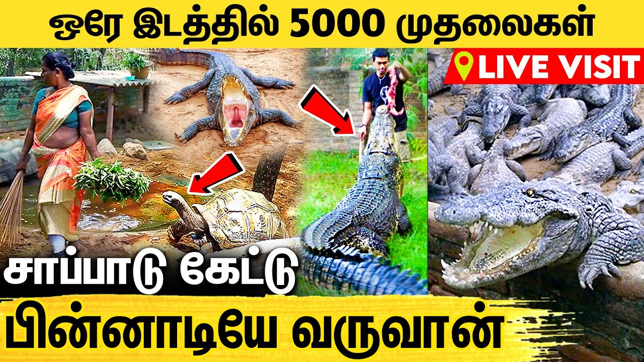 முதலை இதெல்லாம் பண்ணுமா ? வியக்க வைக்கும் தகவல்கள் | Live Visit to Madras Crocodile Bank