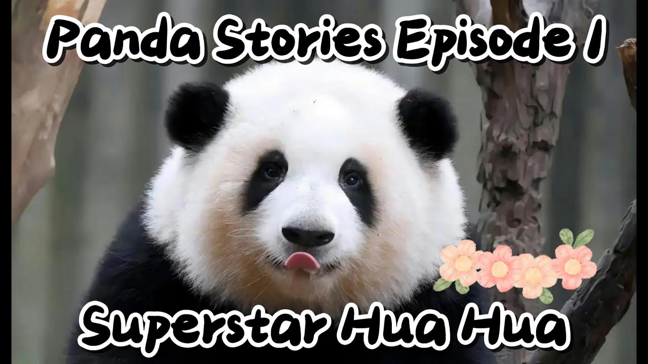 Panda Stories Episode 1-Superstar Hua Hua