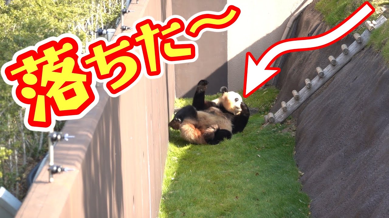 パンダ結浜の落下アクシデント😅立つ回る落ちるの大暴れ🐼🎀 アドベンチャーワールド【Giant Panda Yuihin fall accident】