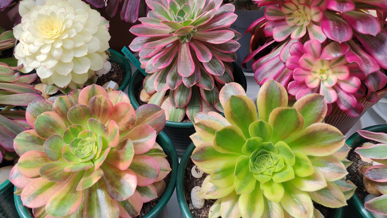 # Como cultivar aeoniuns perfeitos mesmo com clima quente. 