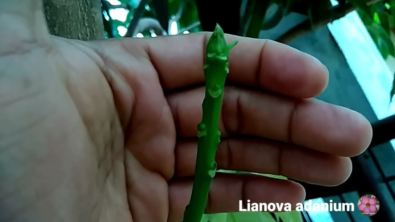 MEMBUAHKAN MANGGA DENGAN CARA POTES DAUN MUDA (PDM)