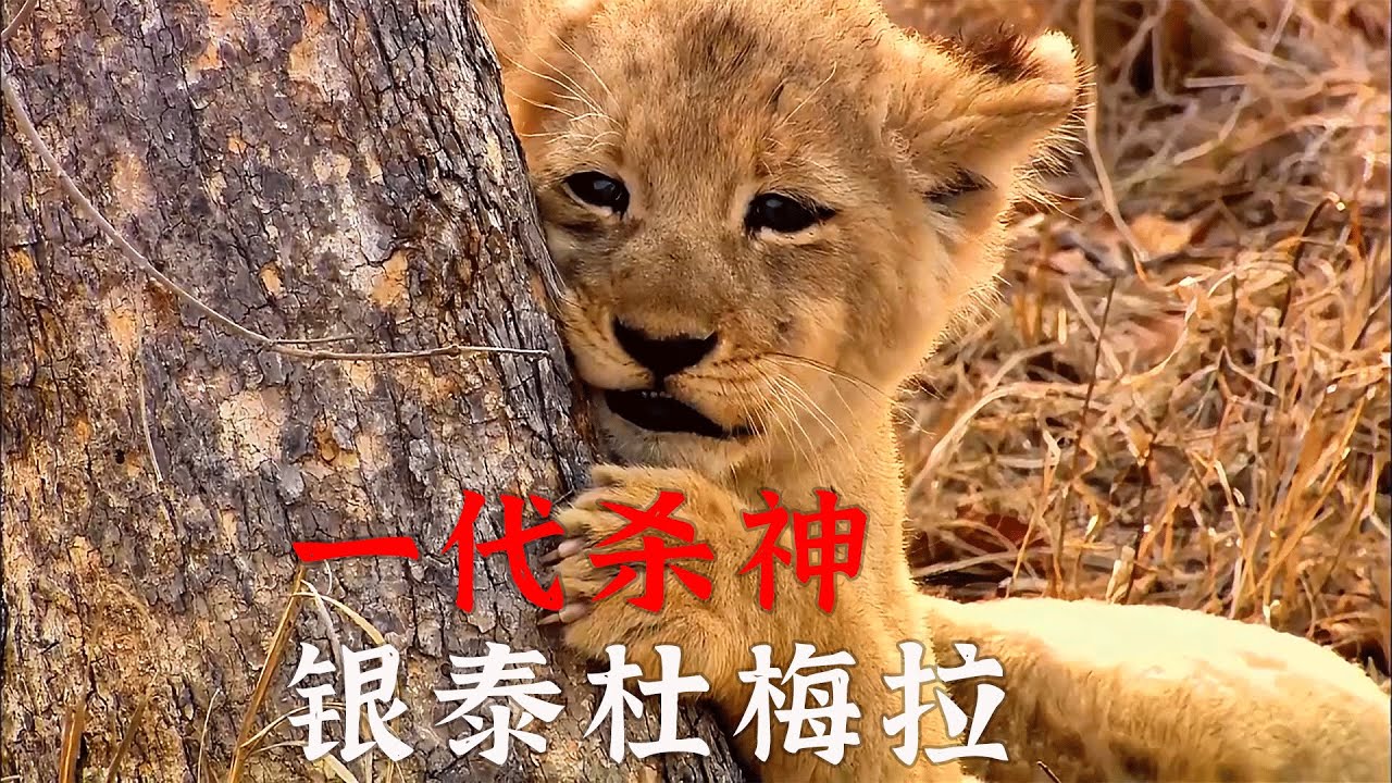 傳奇獅王 &ldquo;銀泰杜梅拉&rdquo;！連斬兩任女王，鬣狗一生的噩夢！