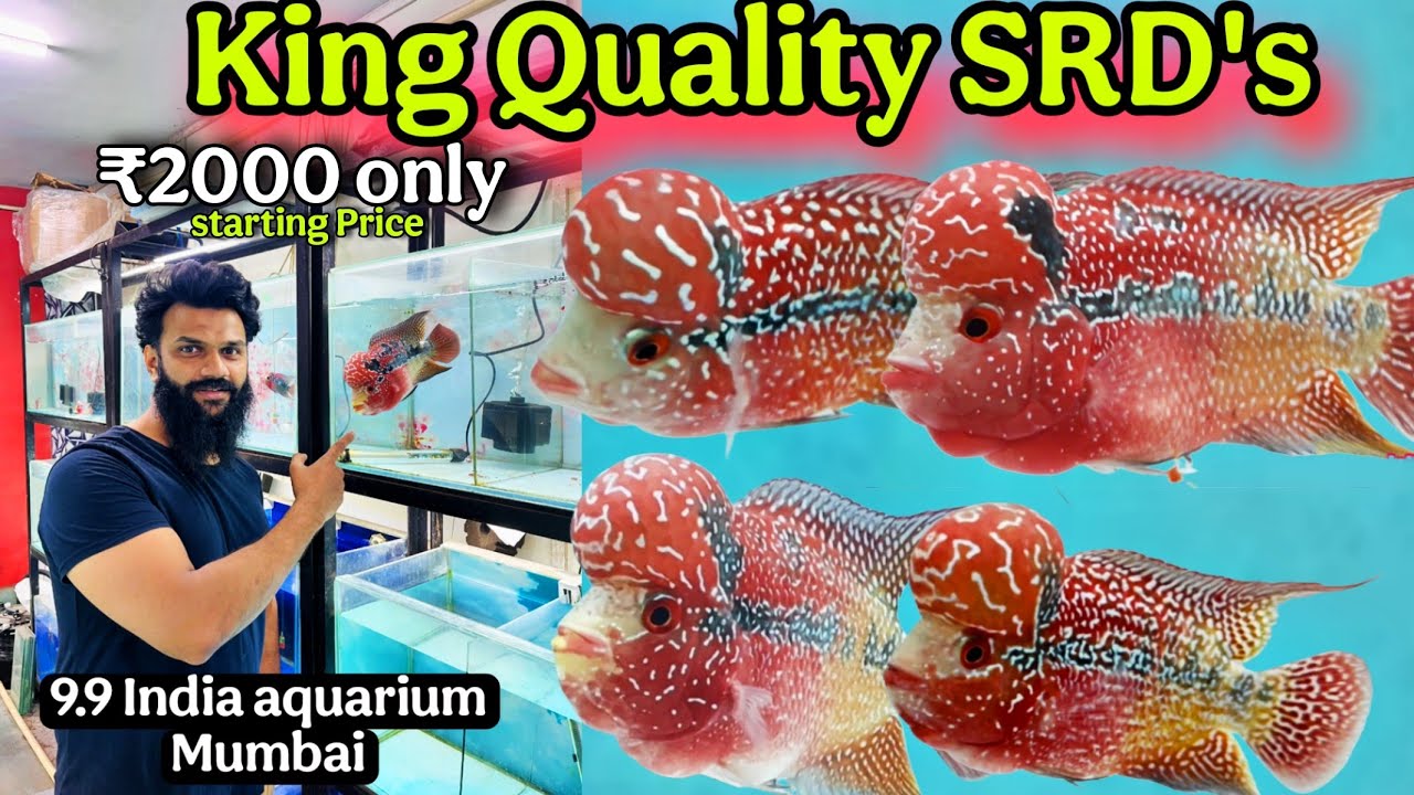 King quality SRD Flowerhorn 9.9 India Mumbai Flowerhorns - Zeeshan & Jawad