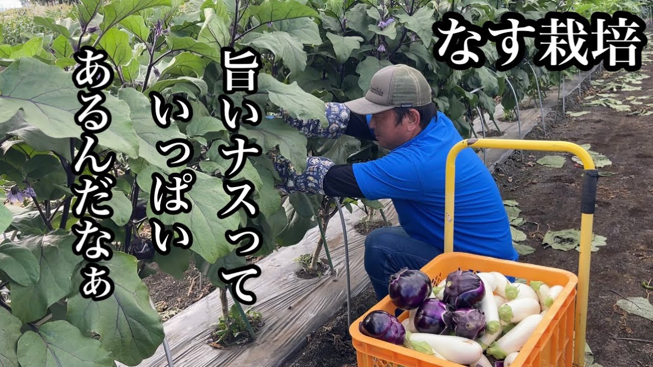 今話題のとろける茄子！ナス農家も大絶賛！みんなに教えたいナスの品種　22/7/9