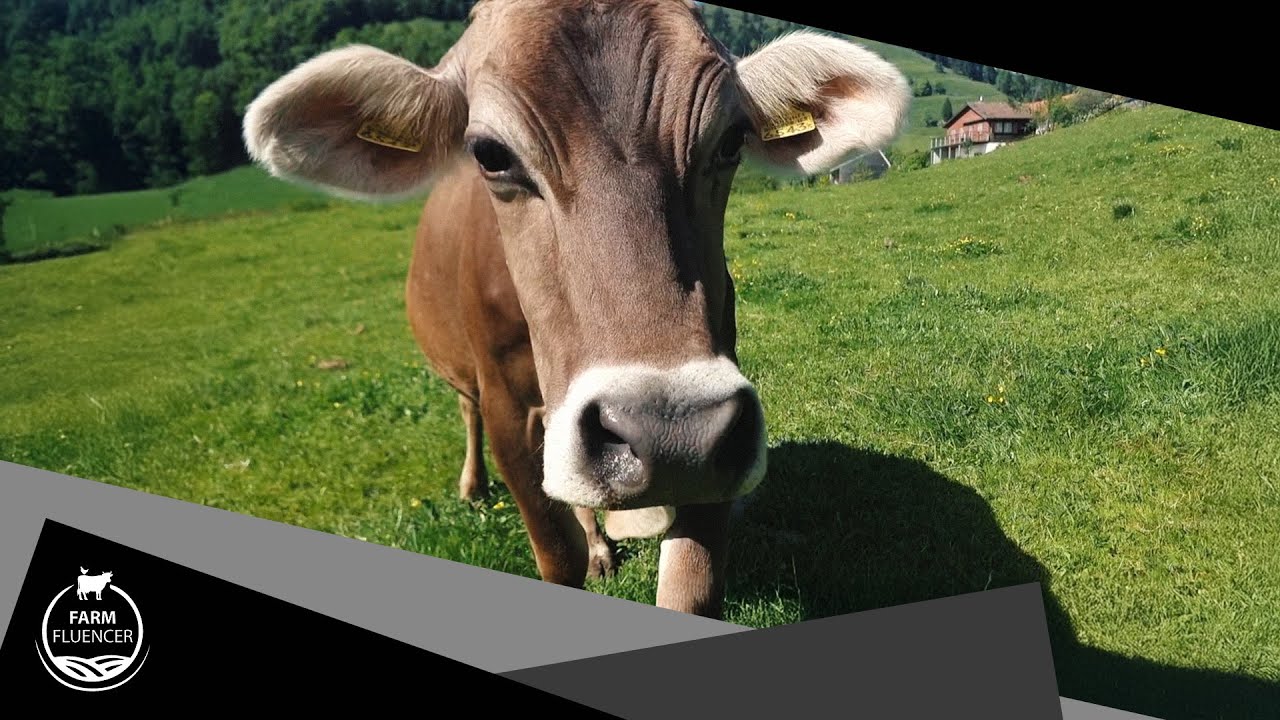 Mehr als nur Milchlieferanten! 🐄❤️ | IP Suisse | Farmfluencer