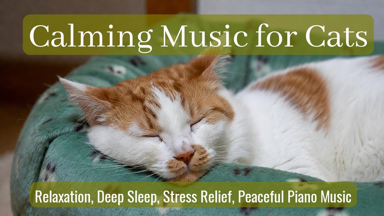 LIVE 🐱 Calm Kitten Falling Asleep with Warm Piano Melodies Under Moonlight 🐱 | Season 83