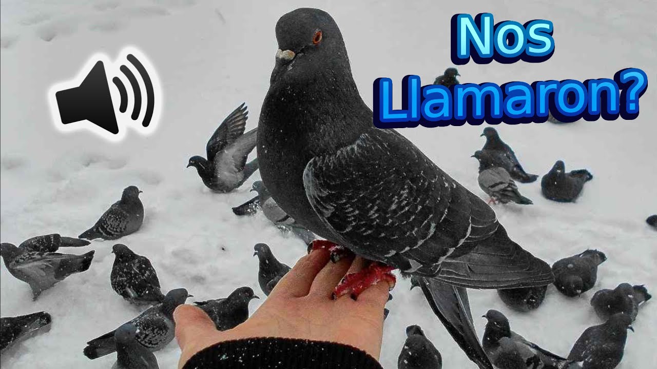🎶 SONIDOS para Atraer PALOMAS 🕊️ (Si Funciona)