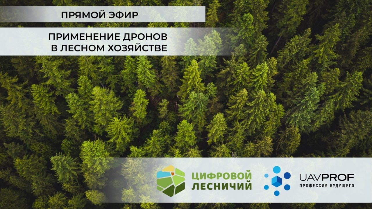 Применение дронов в лесном хозяйстве