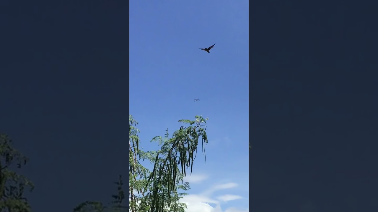 V-22 Osprey SWIFT24 flying 2,000ft