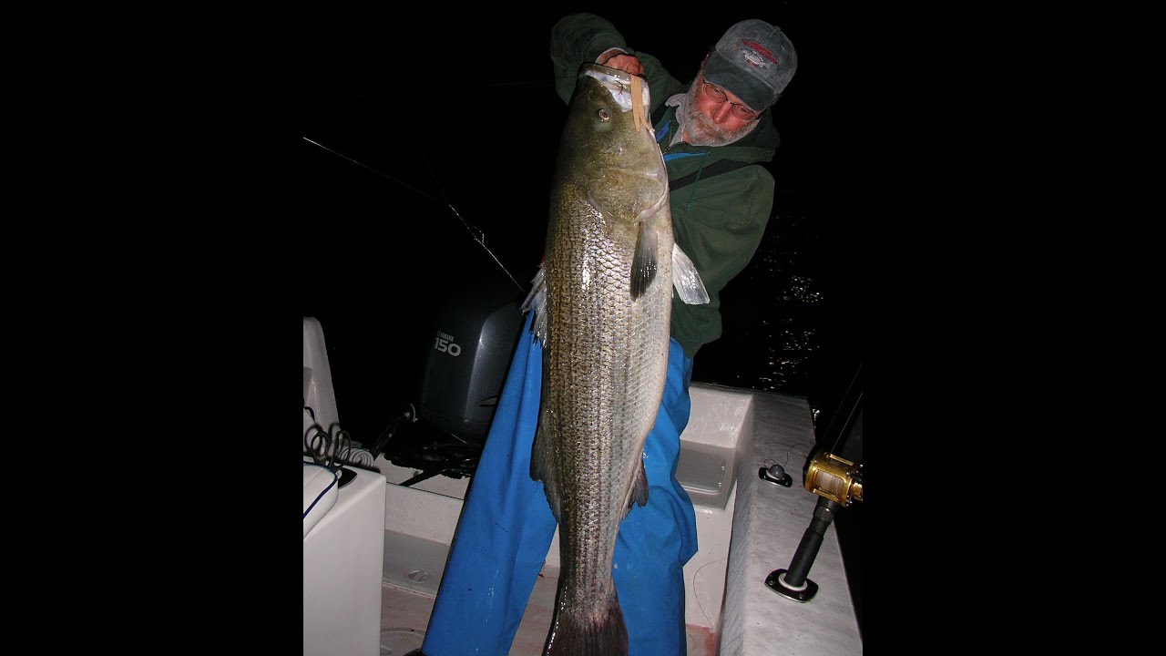 Striped Bass Fishing with Bucktails - 3-Way Rigs