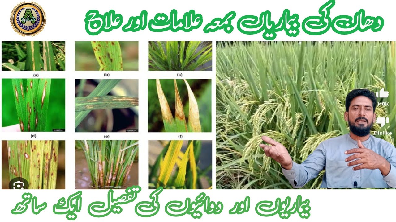 Paddy diseases and management! rice blast. Rice Diseases.