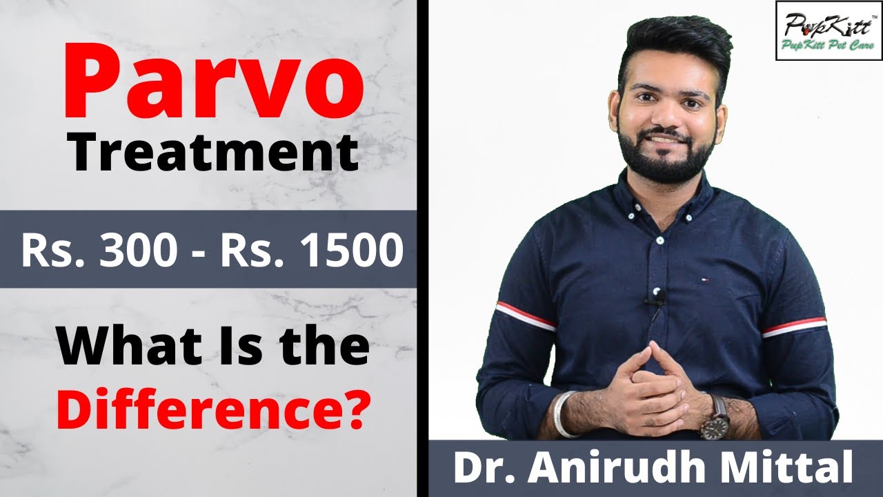 Parvo Virus Infection Treatment and Cost | Pet Care India | @PupkittPetCare