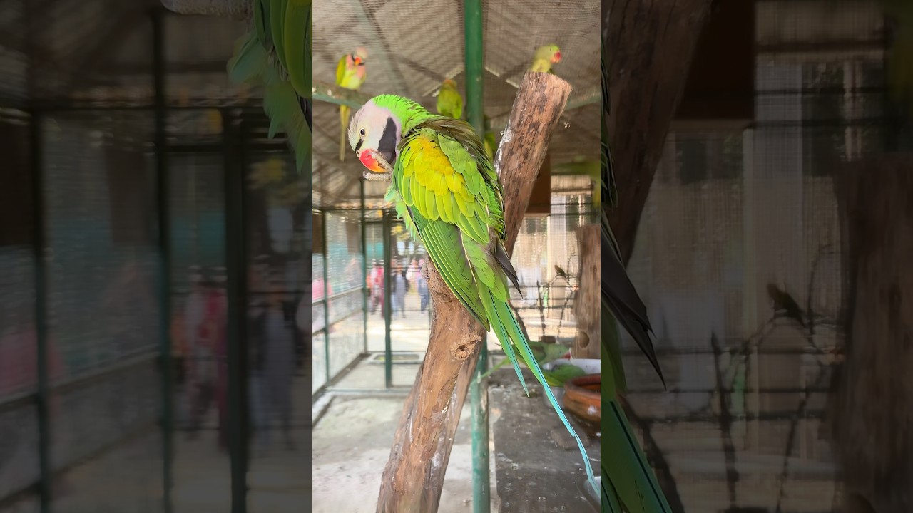 Indian parrot rescue 🦜 mini vlogs with bird's / Bochamari Zoo #birds #paroot #parakeet #shorts