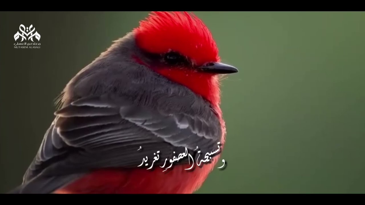 تسبيحةُ العصفورِ تغريدُ| معتصم العسلي |The Bird&rsquo;s Praise Is a Melody| Mutasem AlAsali |NASHEED 2025
