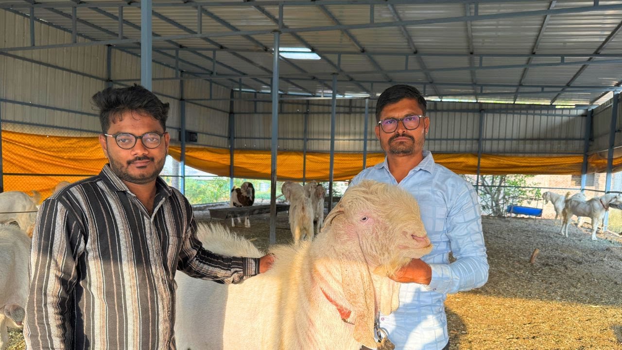 ऐश्वर्या गोट फार्म : 300 शेळ्यांचा फार्म ! माहिती व मुलाखत | Biggest Goat Farm in Pune
