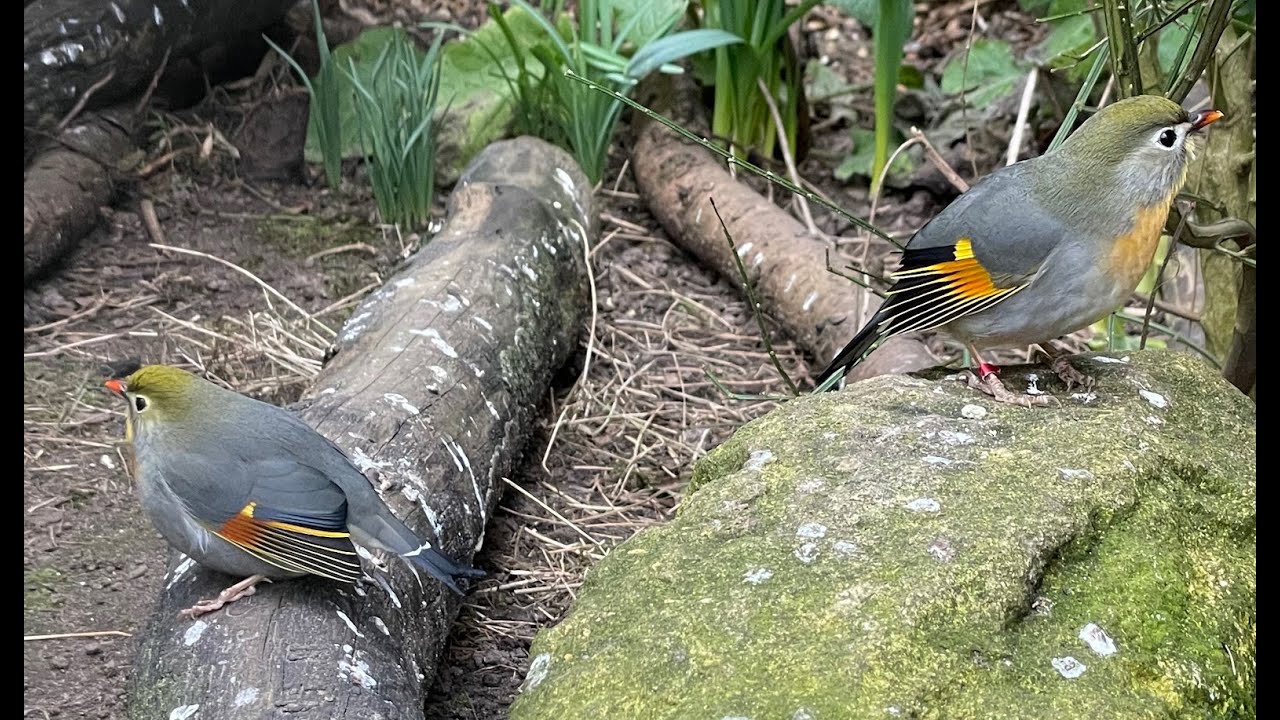 The birds in our aviaries this spring (2023)