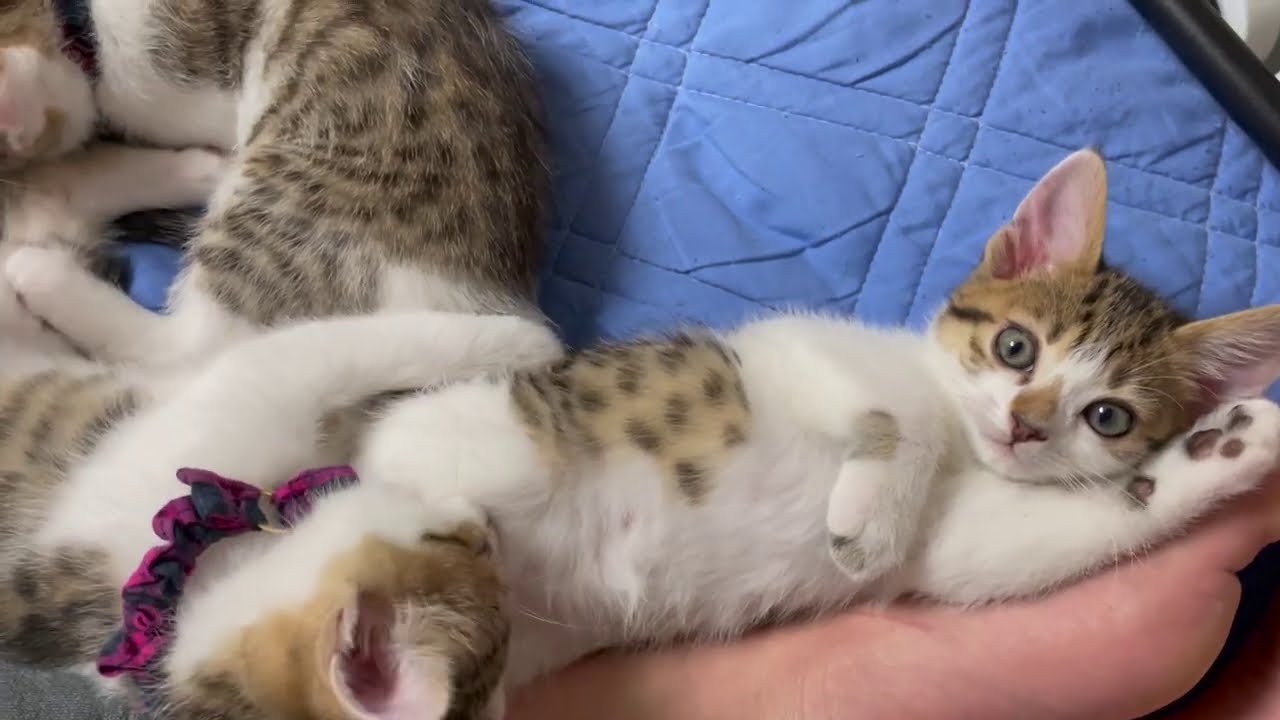 子猫が全員足元で寝てました。