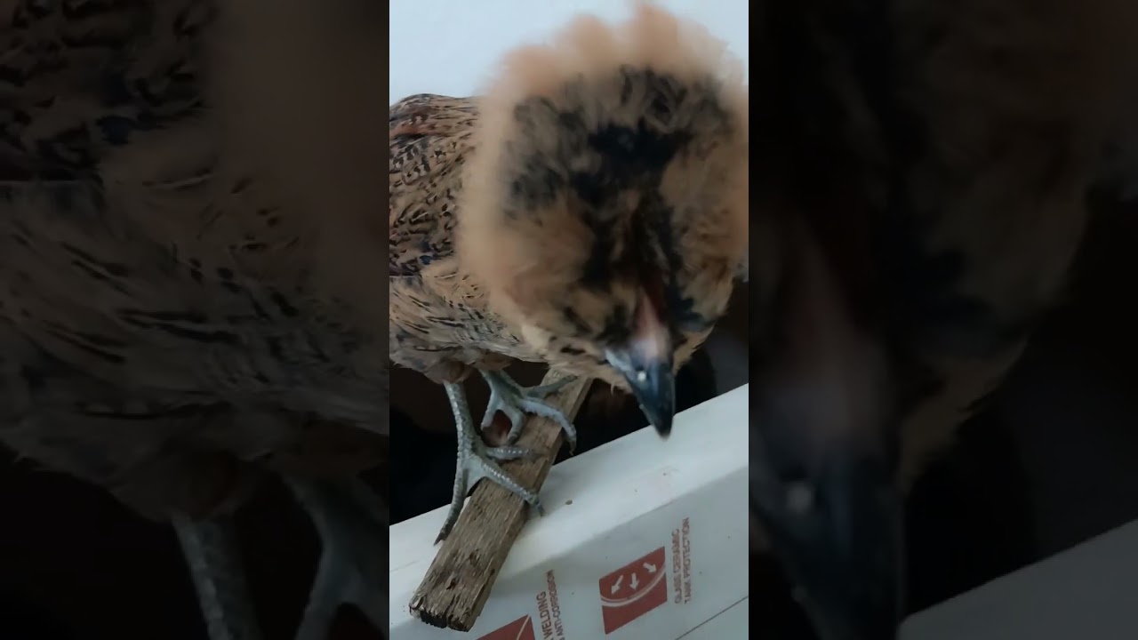 Зимние Цыплята!!! Лечение Курочки!