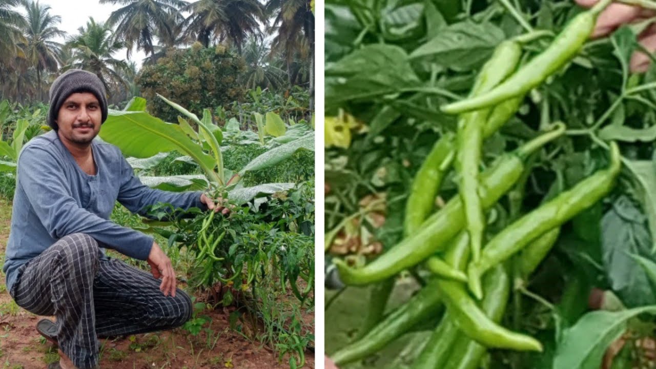 Green Chilli (Banana intercropping) farming
