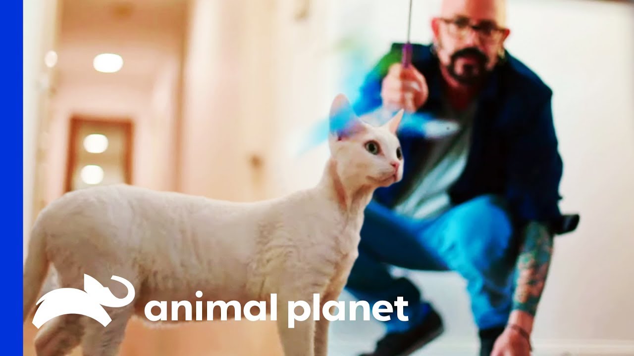 Family Seeks Help With Their Cat's 