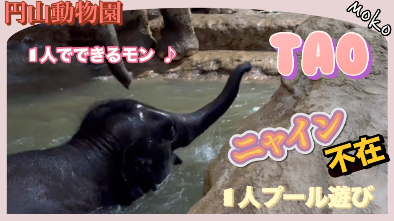 【ニャイン】不在中に独りプールを楽しむ【タオ】🐘見守る【パールママ】の困り顔( ´∀｀ )