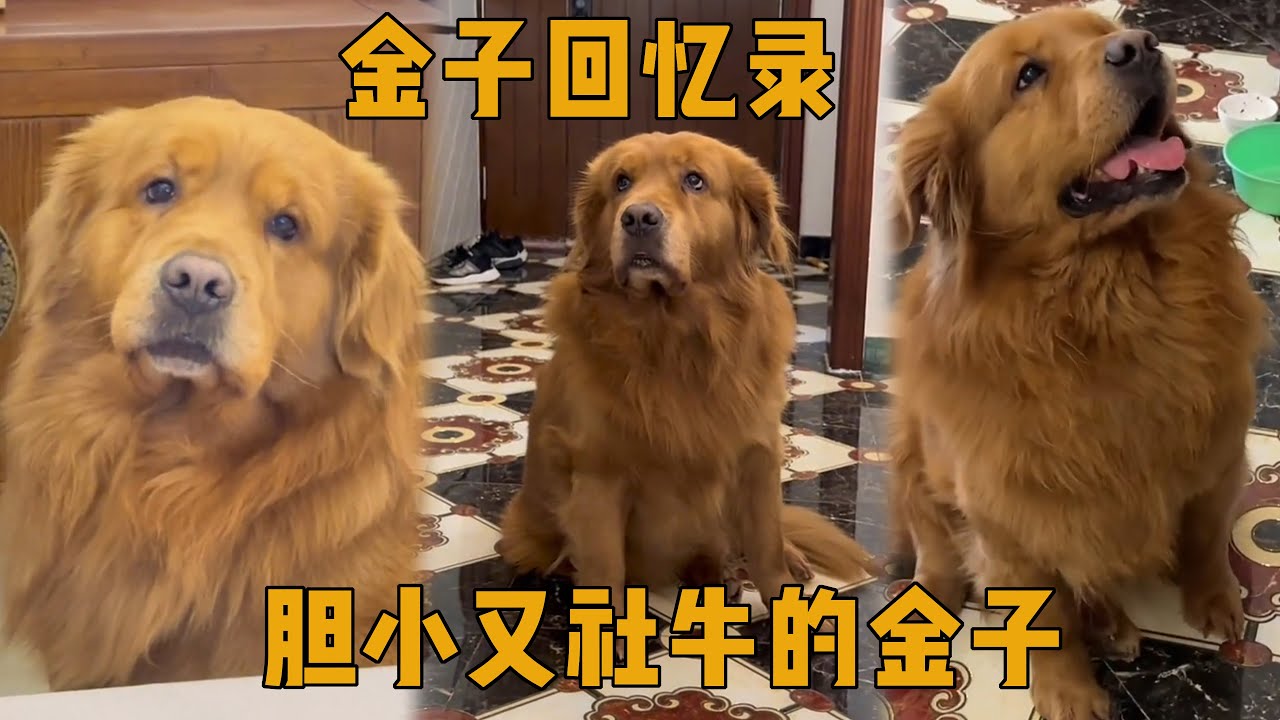 胆小又社牛的金子【金子回忆】