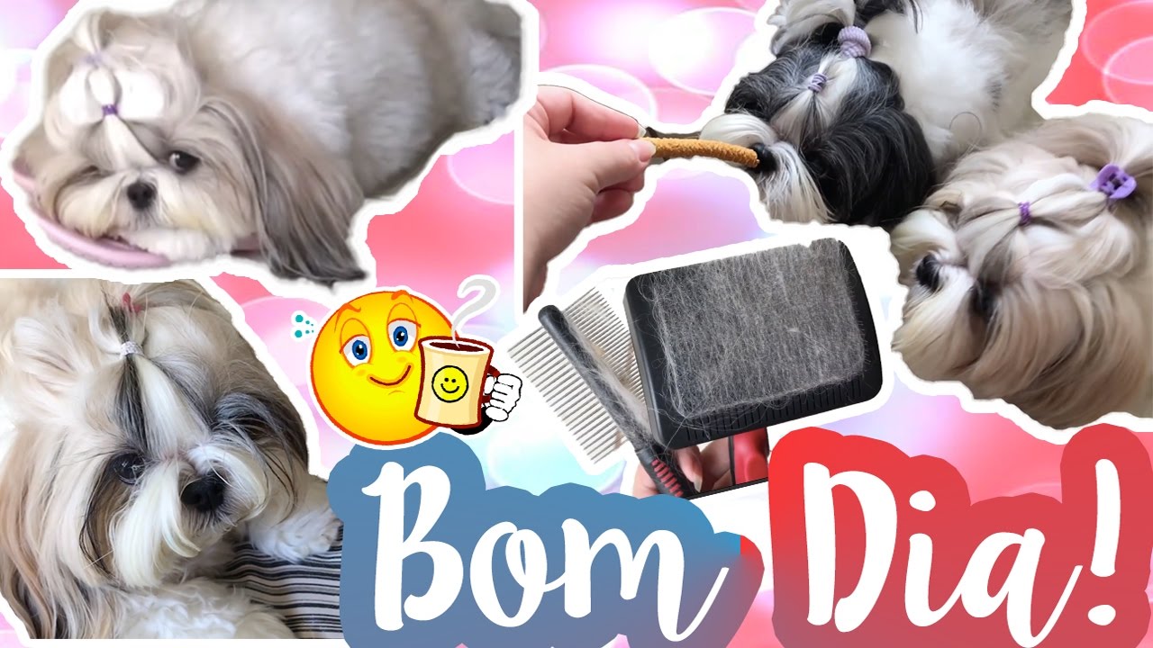 Bom Dia!!! Arrumando Minhas Shih Tzu e Dando Café da Manhã Pet #VEDA28 ❥ Lói Cúrcio