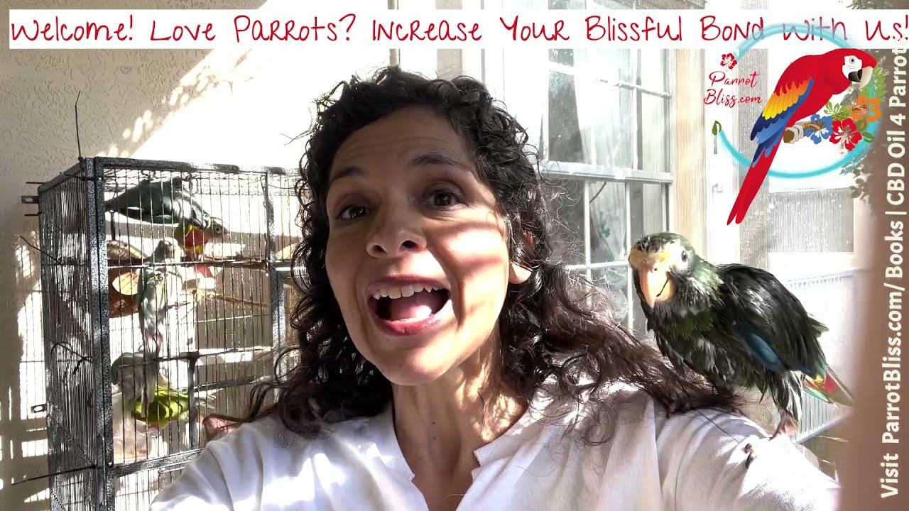 I Want A Quiet Parrot, Is There One? #Parrot_Bliss #Parrotlets