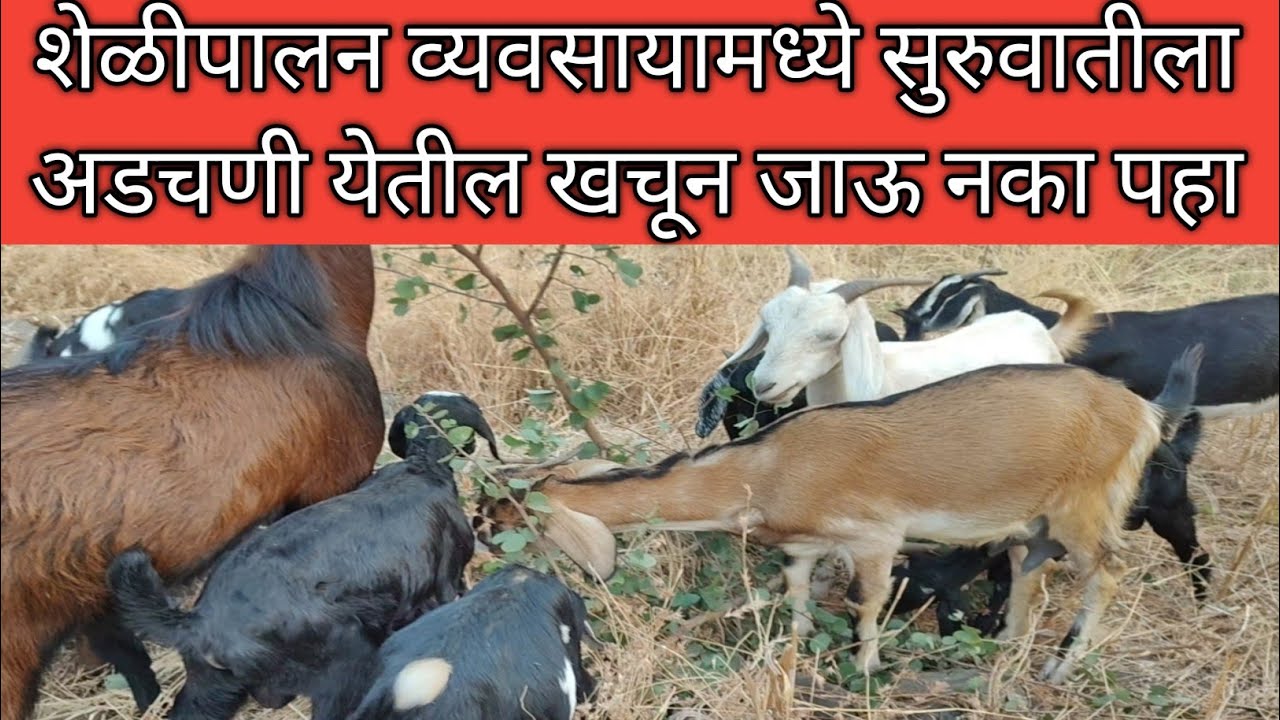 कोणत्याही व्यवसायामध्ये सुरुवातीला खचून जाऊ नका#goatfarming#video🙏💯
