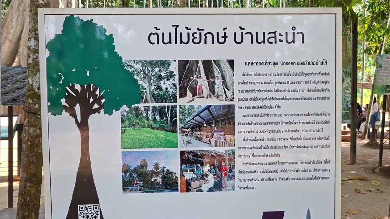 พาดูต้นไม้ยักษ์ #บ้านไร่ #อุทัยธานี