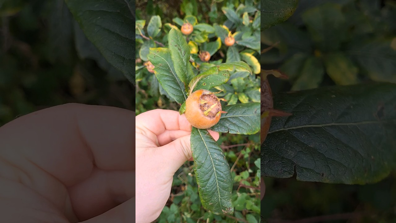 La n&egrave;fle du N&eacute;flier #nefle #neflier #fruit #sauvage #comestible #moinedesbois #&eacute;ducatif