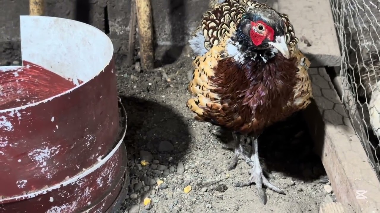 Animales de granja , alimento natural 🐓 pato 🦆 #gallina #gallos 
