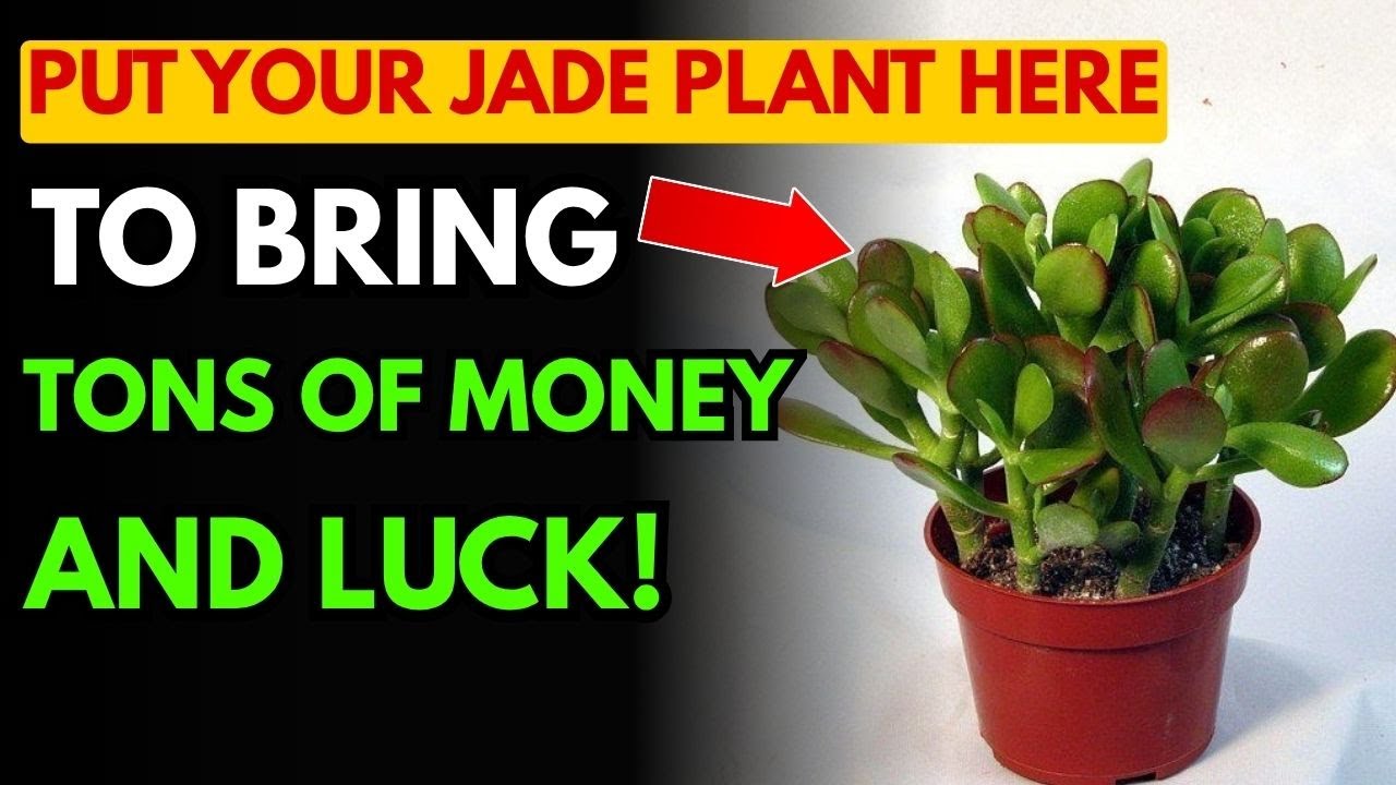 Place the Jade Plant in This Direction and You’ll Never Run Out of Money! Don’t Wait Any Longer!