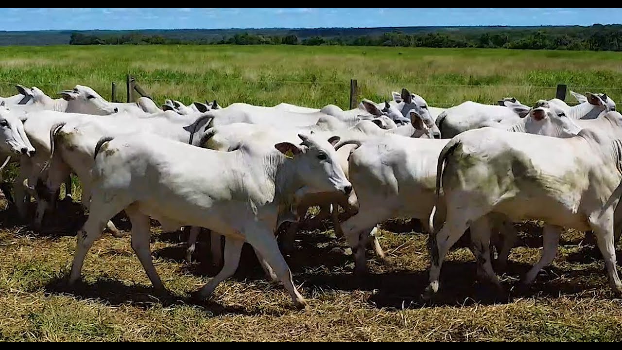 LOTE J23 - 50 NOVILHAS NELORE 351 Kg
