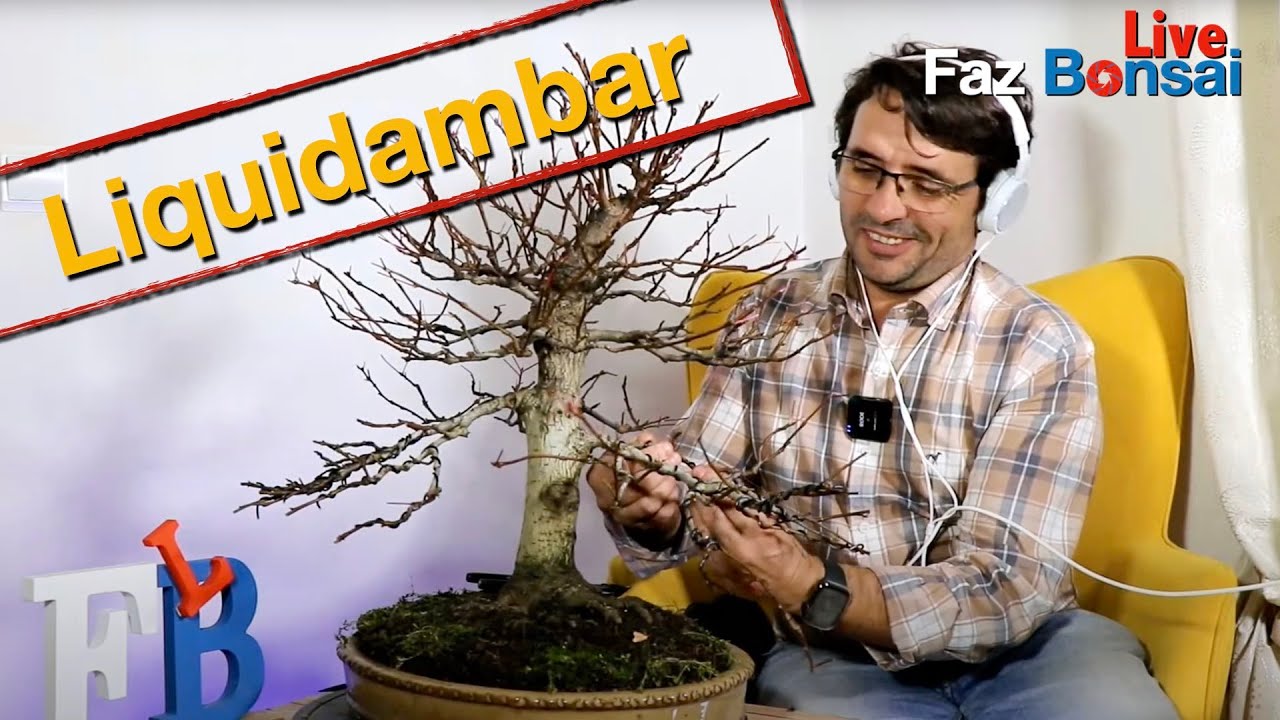 Faz Bonsai Live - Liquidambar